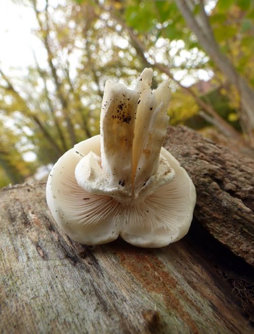 Developing fruit bodies on poplar in Basildon, UK.